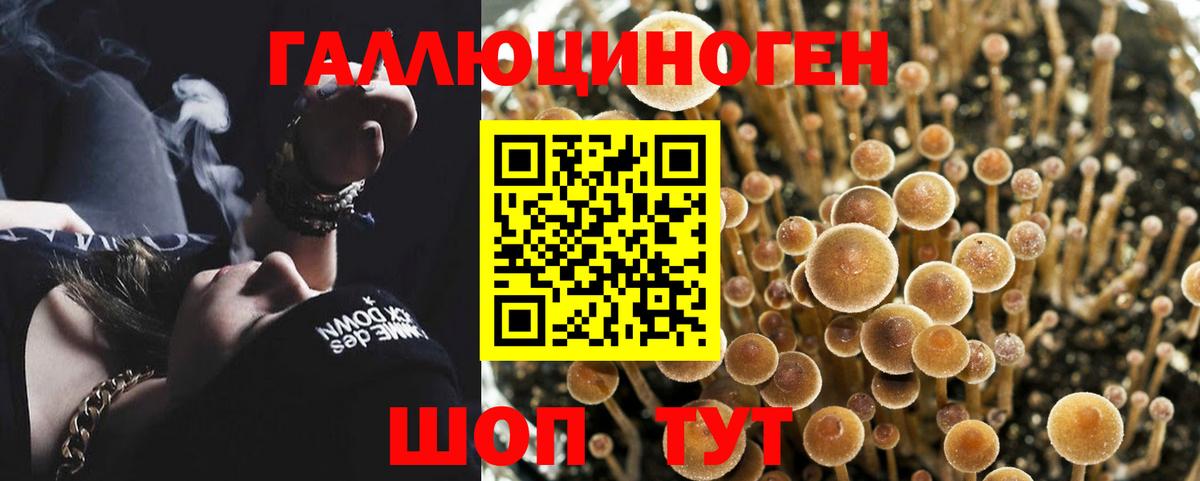 Псилоцибиновые грибы Psilocybe Маркс